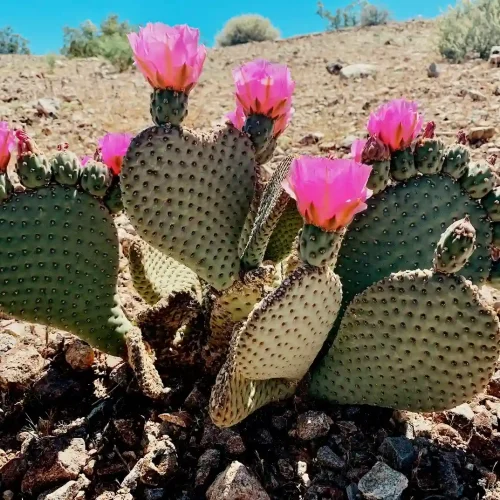 blooming cactus in arizona desert